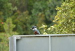 DSC_4446.JPG