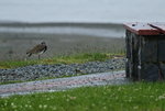 DSC_4488.JPG