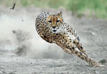 cheetah.jpg