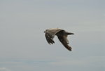 DSC_8650.JPG