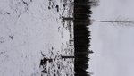 Vinterskog.jpg