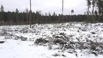 Skog.jpg
