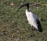 Helig_ibis-2.jpg