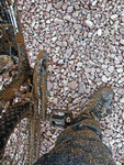 IMG_0108camoflage.jpg