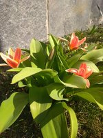 DSC_0536.JPG