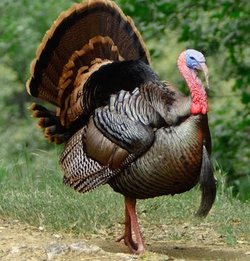 turkey-dreams.jpg