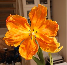 DSC_2095.JPG