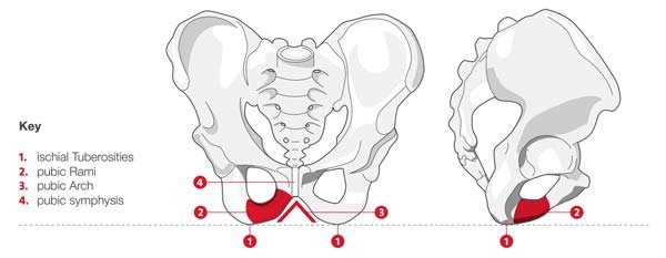 pelvic-bone-diagram-bicycle-saddle-contact-points.jpg