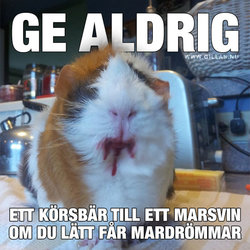 roliga-bilder-ge-aldrig-ett-korsbar-till-ett-marsvin-700x700.jpg
