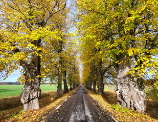 29 - Allé mot Tista slott.jpg