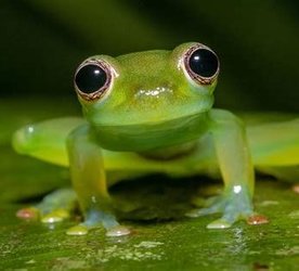 frog-cartoon 13.jpg