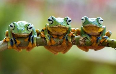 frog-cartoon 14.jpg