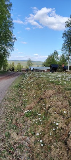 IMG_20230520_170332.jpg