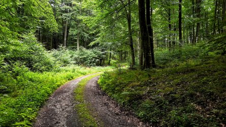 Skog.jpg