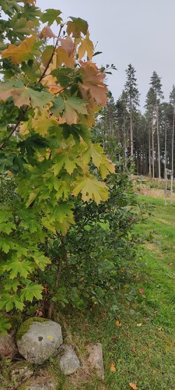 IMG_20230915_171809.jpg