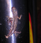 DSCN4345.jpg