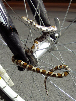 snake_on_a_bike___zigzag_by_devvyn_d1f2jcl-fullview.jpg