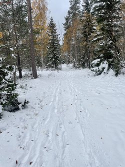IMG_2517.jpeg