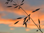 CRW_5401_filtered_crop.jpg