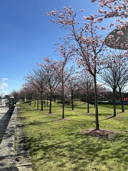 IMG_1733.jpeg