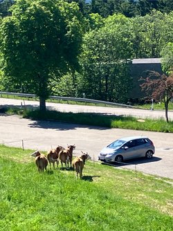 IMG_1925.jpeg