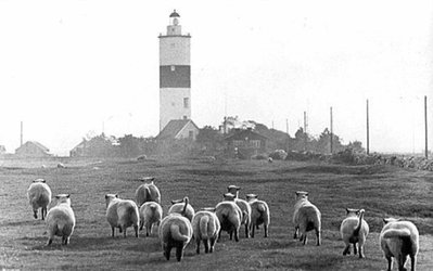 Fyrfotsfår ca 1950.jpg