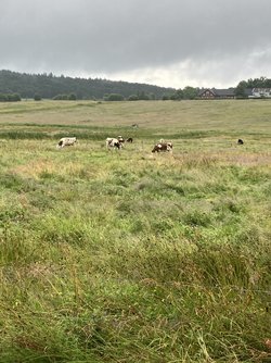 IMG_1449.jpeg