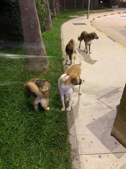 IMG_2701.jpeg