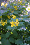 blomma2.jpg