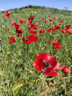 IMG_20250510_130656.webp
