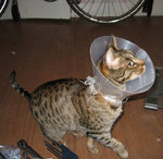 KattKompis.jpg