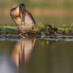 1A36D0D6-959B-4E5D-9F9E-ECADDC51710F.webp