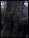 My Dryad web.jpg