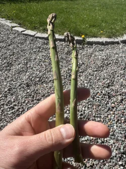 IMG_1524.webp