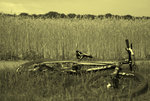 61030_1246390647.jpg