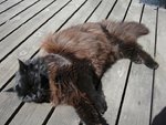 katten.jpg
