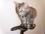 Fluffy1.jpg