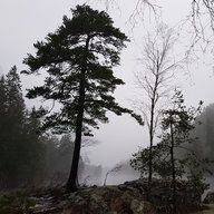 Borka_