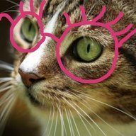 Katten Kattsson