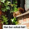 Kombaja