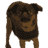 braxxel