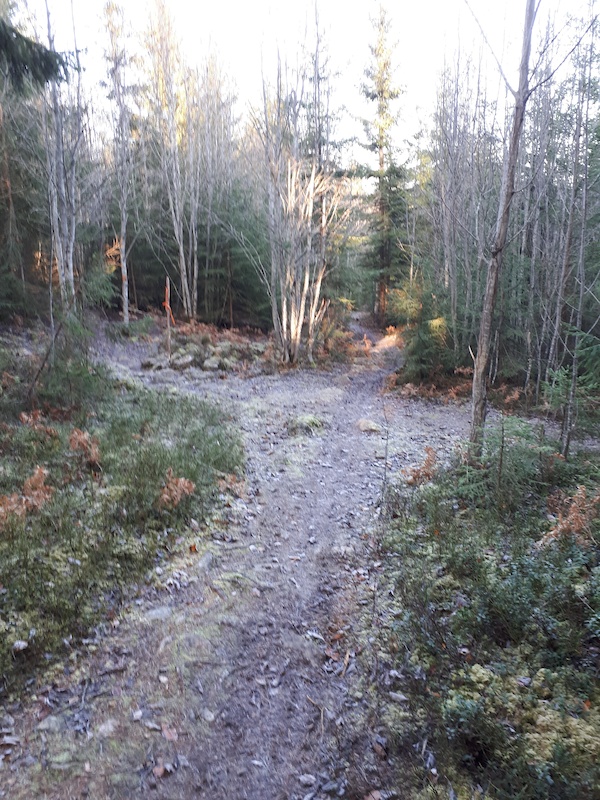 www.trailforks.com