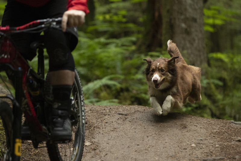 www.pinkbike.com