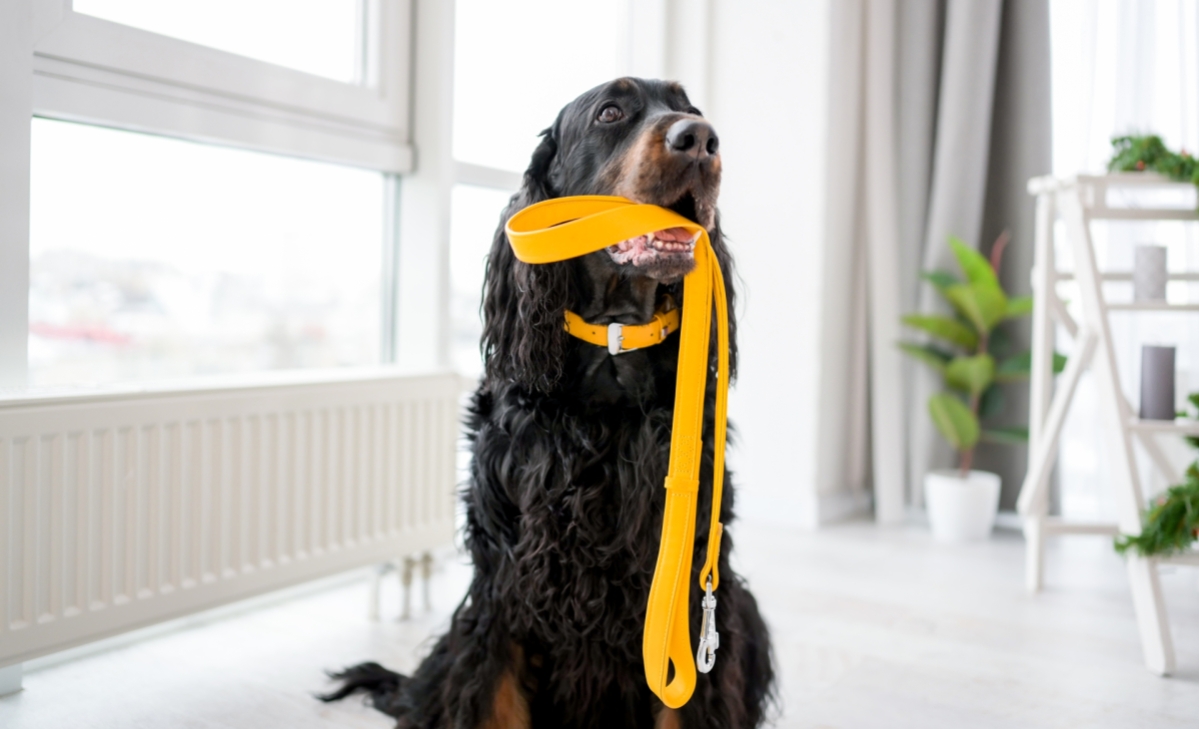 www.dagensvimmerby.se