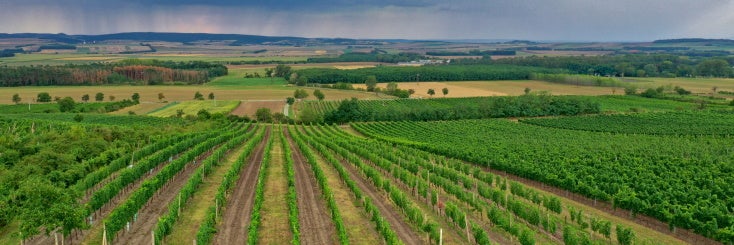 www.wine-searcher.com