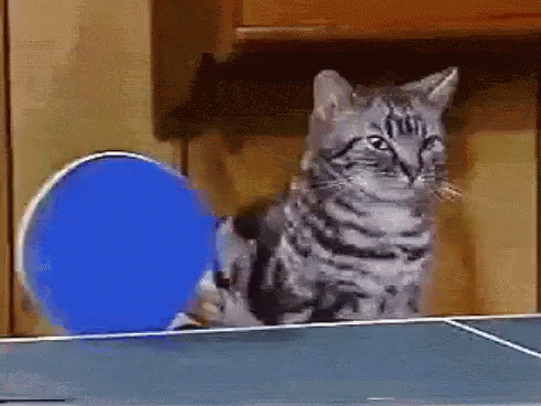 cat-pong.gif