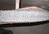 Gravel-däck Pirelli Däck säljes