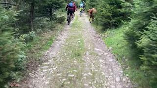 Bor i Alsace