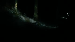 blair witch project wannabe