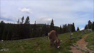 Craft Bike Transalp 2014, team "The Cubendales"